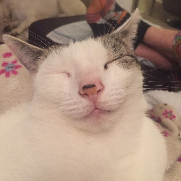 I really fucking love cats!!