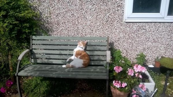 Photos of cats in gardens anyone?