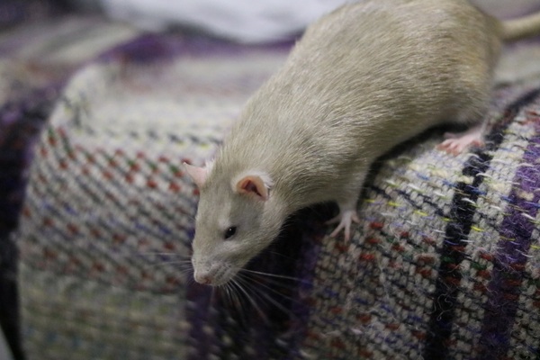 To ask you to share your slightly less than beautiful but much-loved pet pics