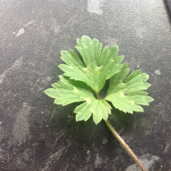 Can anyone identify this weed or plant and advise me how to get rid of please