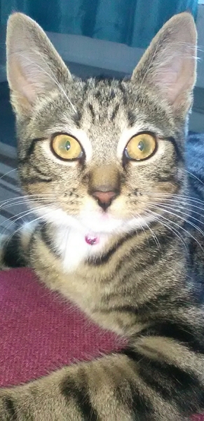 I really fucking love cats!!