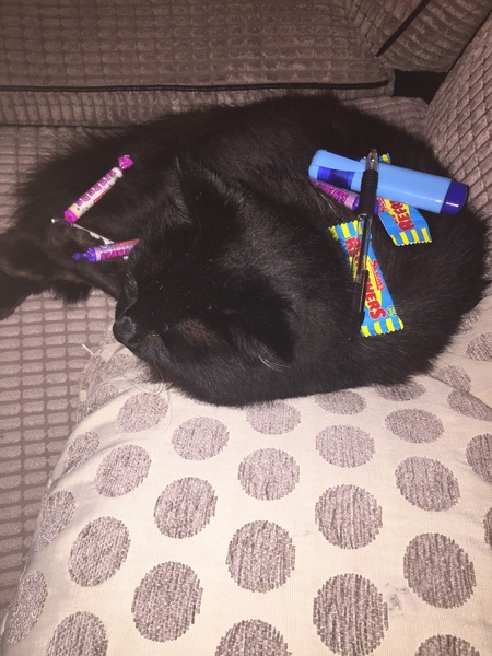 Balancing objects on cats.