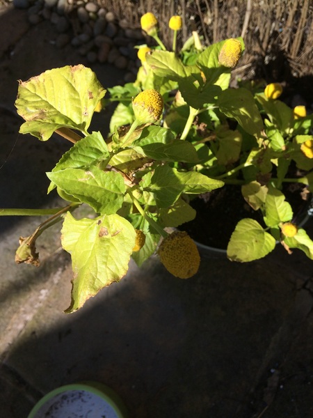 What is this plant??
