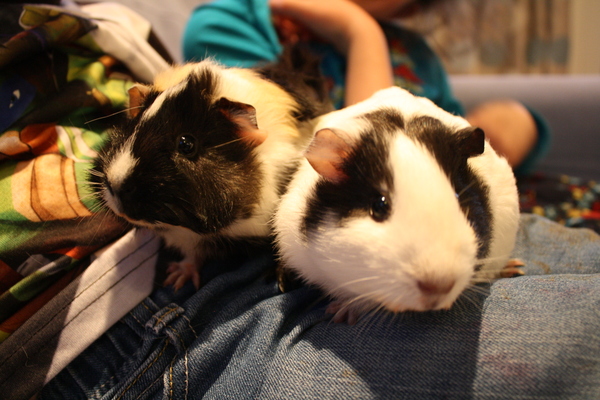 New guinea pigs - help, what do you use for bedding/lining the hutch?