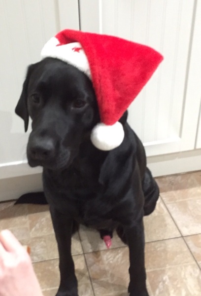 To ask you to share your slightly less than beautiful but much-loved pet pics