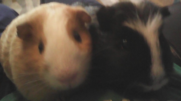 Trouble in guinea pig paradise - please help!