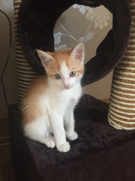 Cat photo thread!