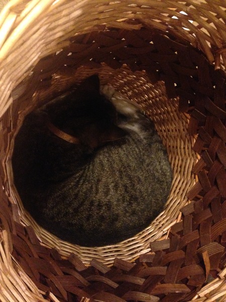 To ask you to share your slightly less than beautiful but much-loved pet pics