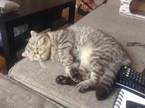 To ask you to share your slightly less than beautiful but much-loved pet pics