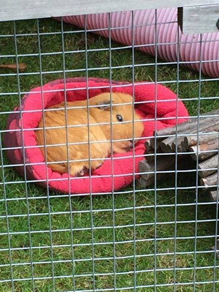 So, Autumn & The Super Furry Animals.