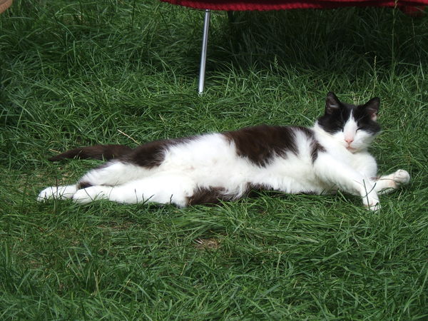 Photos of cats in gardens anyone?
