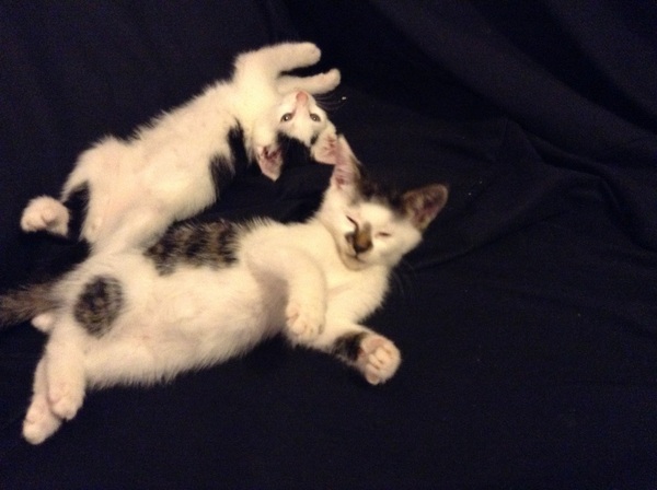 Adopting two kittens... not sure now
