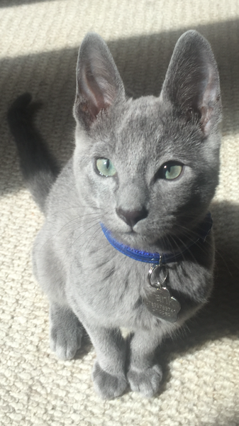 I really fucking love cats!!