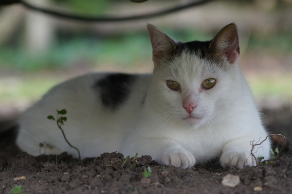 Photos of cats in gardens anyone?