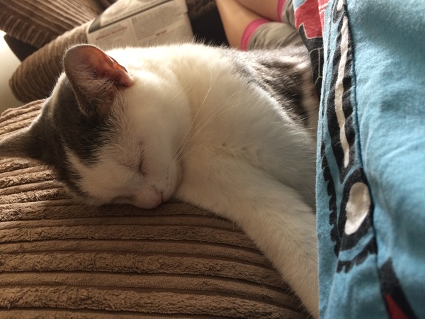 Cat photo thread!
