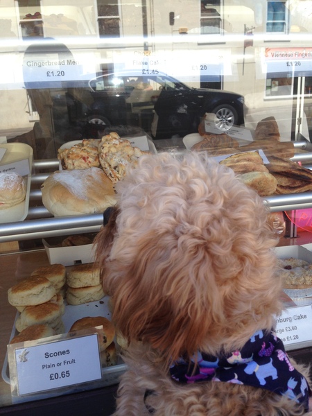 To ask you to share your slightly less than beautiful but much-loved pet pics