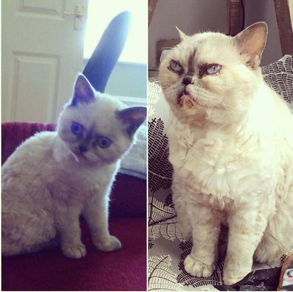 To ask you to share your slightly less than beautiful but much-loved pet pics