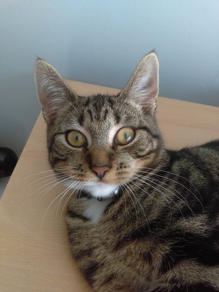 Cat photo thread!