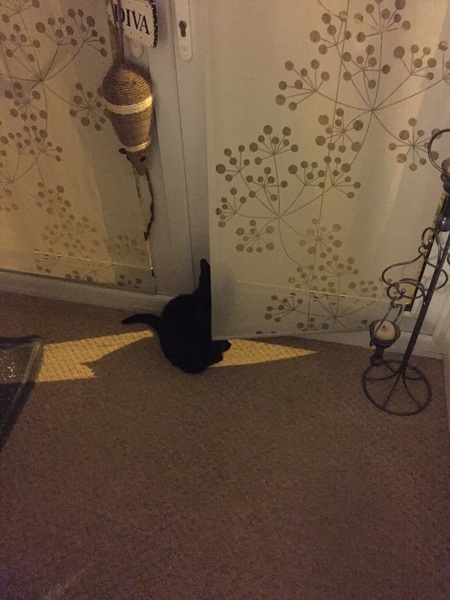 I really fucking love cats!!
