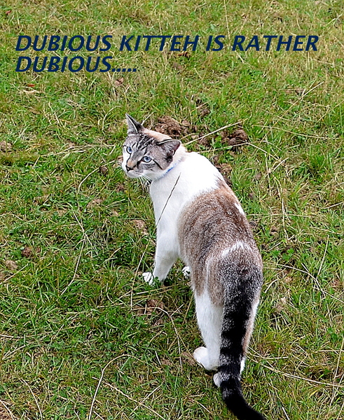to secretly get rid of our kitten and tell the DC that it ran away?