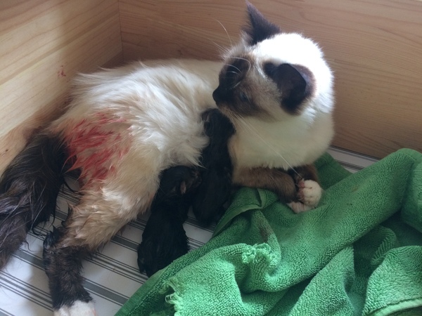 Ye gods, my cats gone and got herself knocked up