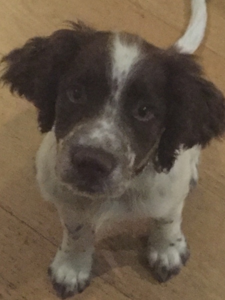 Help - very bitey puppy