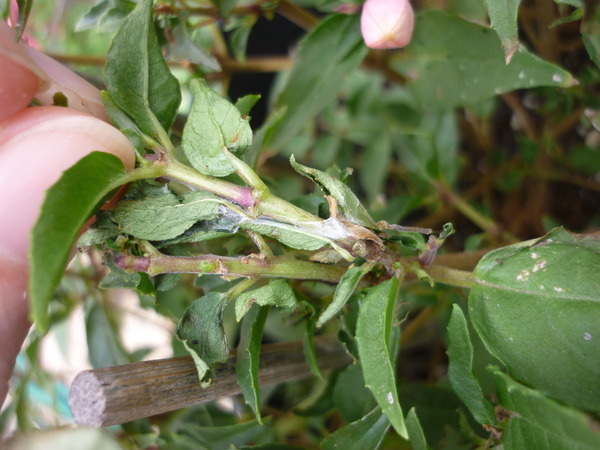 what are the little hard black specs on my fuchsia?