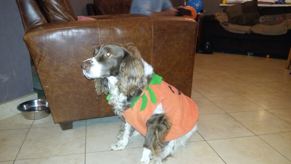 Tell me about your springer spaniels please!