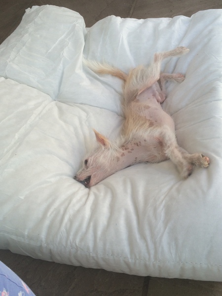 To ask you to share your slightly less than beautiful but much-loved pet pics