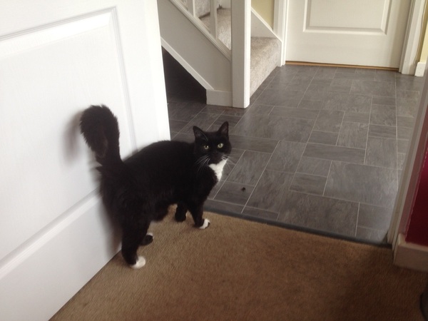 AIBU to feel that the cat is playing silly buggers, and I should not pander to him.