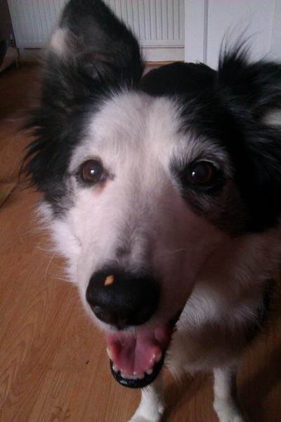To ask you to share your slightly less than beautiful but much-loved pet pics