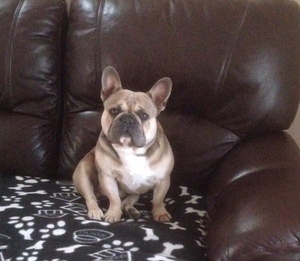 To be dog broody?