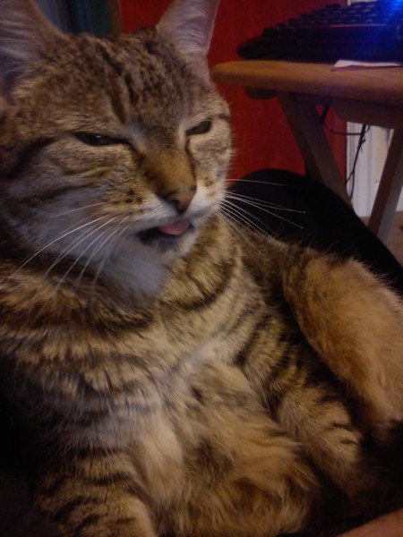 To ask you to share your slightly less than beautiful but much-loved pet pics