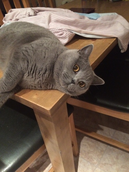 I really fucking love cats!!