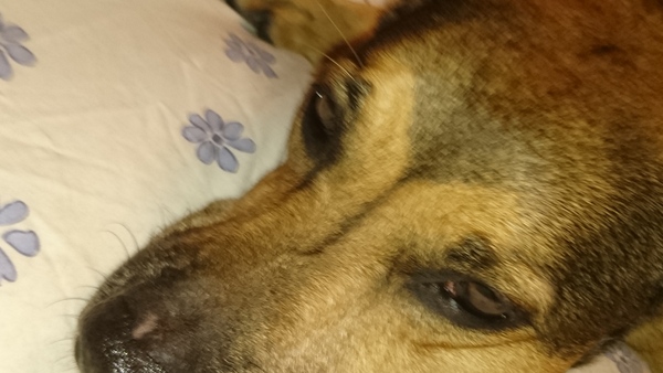 Scuffed nose on Doggy