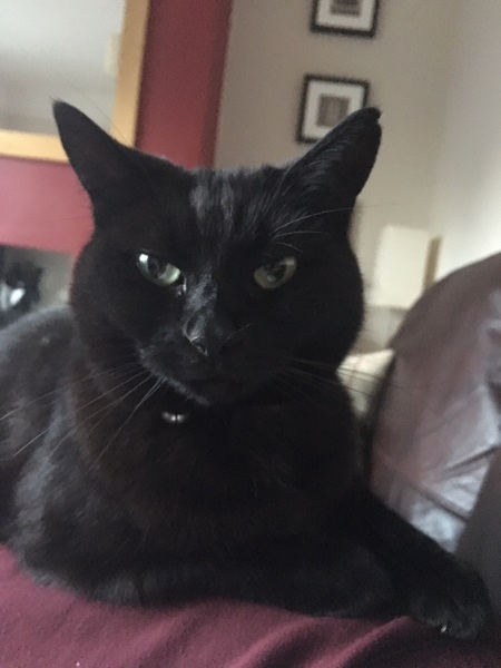 Cat photo thread!