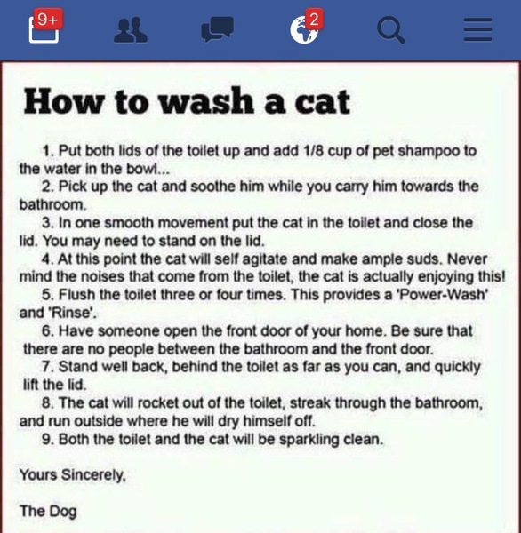 to secretly get rid of our kitten and tell the DC that it ran away?