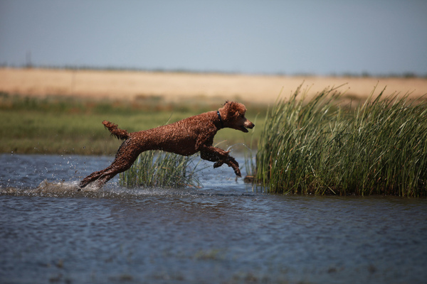 Will all breeds eventually form a poodle puddle?