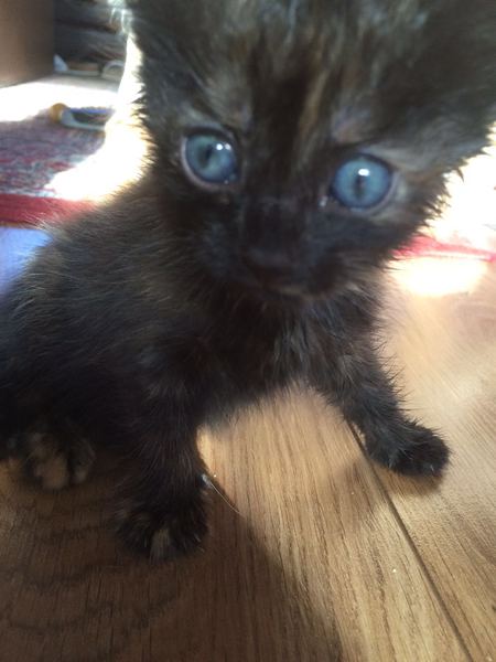 To ask you to share your slightly less than beautiful but much-loved pet pics