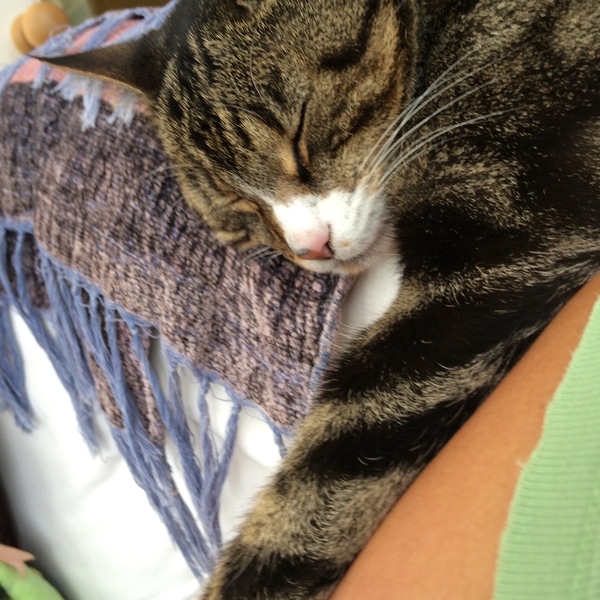 13? Year old cat losing weight