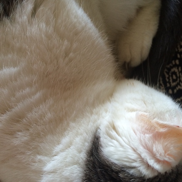 I really fucking love cats!!