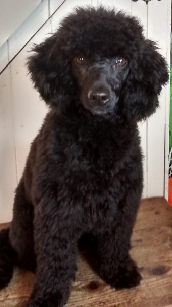 Odd poodle question...