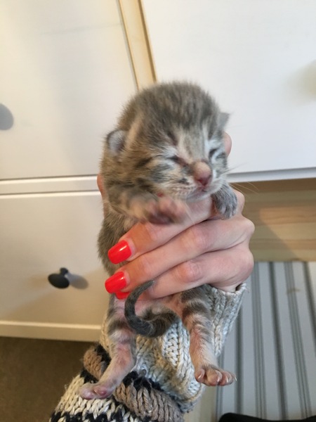 Ye gods, my cats gone and got herself knocked up