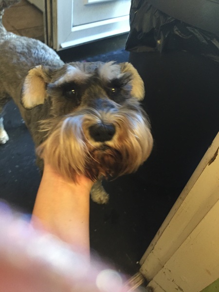 Thinking of getting a dog
