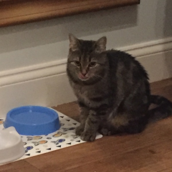 The Friendly Frugaleers, figuring out our finances with furry feline photos!