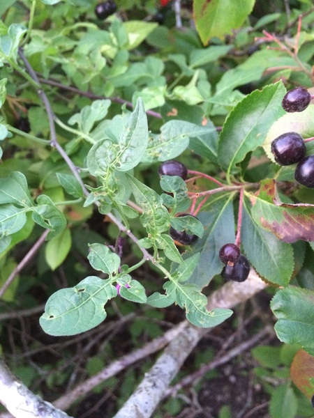 Can anyone tell me what this is please?