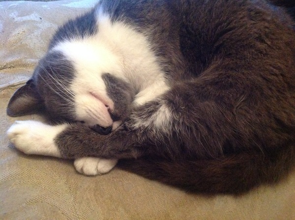 To ask you to share your slightly less than beautiful but much-loved pet pics