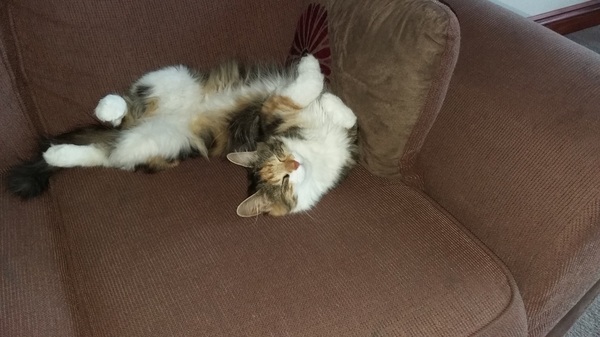 to secretly get rid of our kitten and tell the DC that it ran away?