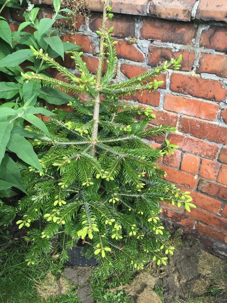 I've never had a real Christmas tree