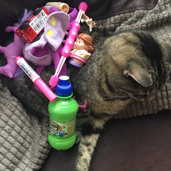 Balancing objects on cats.